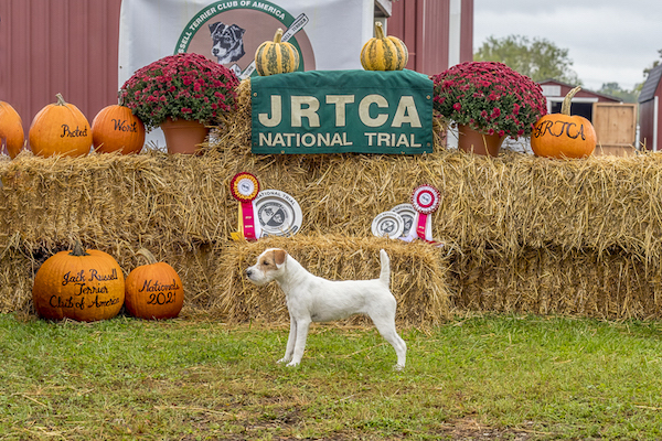 Northgate Brennan is the 2021 JRTCA Reserve National Puppy Champion