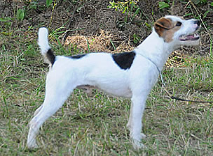 Canis Major Smuggler