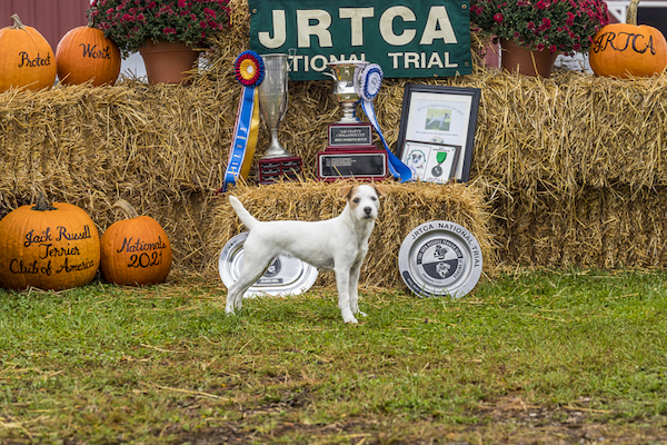 Northgate Tyler is the 2021 JRTCA National Working Terrier Champion